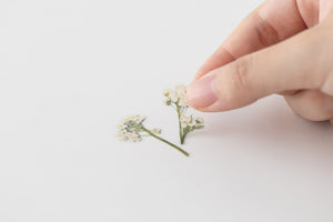 Appree Pressed flower sticker - Sweet Alyssum