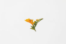 Load image into Gallery viewer, Appree Pressed flower sticker - Freesia
