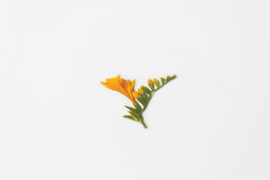 Appree Pressed flower sticker - Freesia