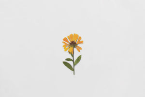 Appree Pressed flower sticker - Calendula