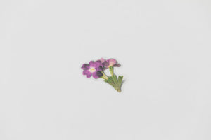 Appree Pressed flower sticker - Verbena