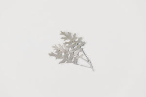 Appree Pressed flower sticker - Dusty Miller