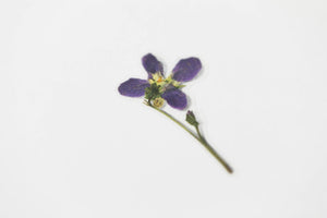 Appree Pressed flower sticker - Manchurian Violet