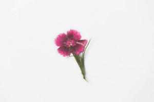 Appree Pressed flower sticker - China Pink