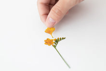 Load image into Gallery viewer, Appree Pressed flower sticker - Freesia
