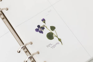 Appree Pressed flower sticker - Manchurian Violet